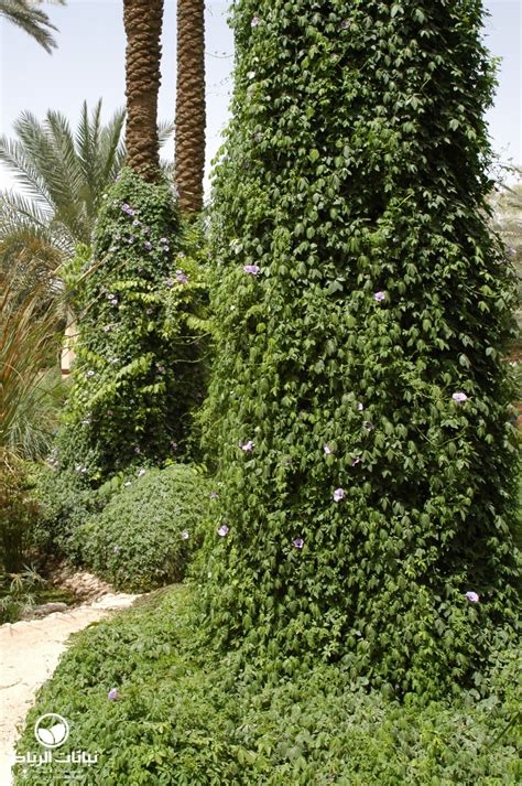 نباتات الرياض